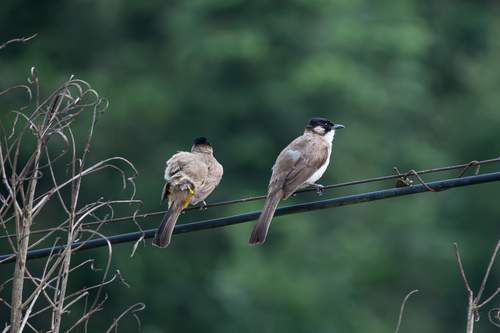 Brown-breasted Bulbul