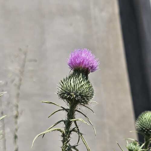 Bull Thistle