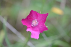 Callirhoe papaver