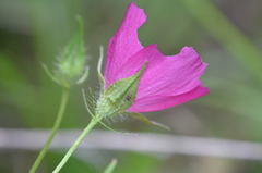 Callirhoe papaver