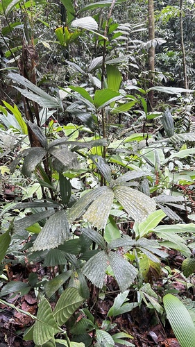 Reinhardtia gracilis