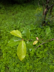 Combretum albidum