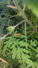 Rhinotia marginella