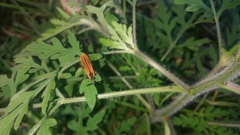 Rhinotia marginella