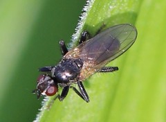 Cordilura