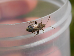 Stictopleurus punctatonervosus