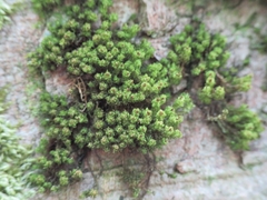 Plenogemma phyllantha