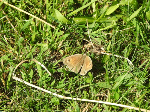 Meadow Brown