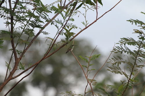 Plain-bellied Emerald (Chrysuronia leucogaster), photo 5