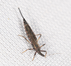 Idolothrips spectrum