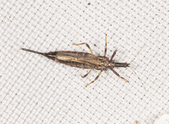 Idolothrips spectrum