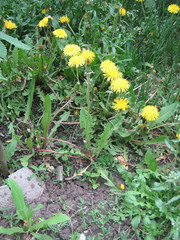 Taraxacum officinale