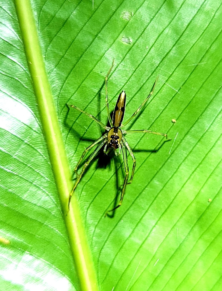 Lyssomanes vinocurae
