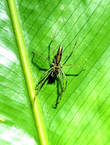 Lyssomanes vinocurae