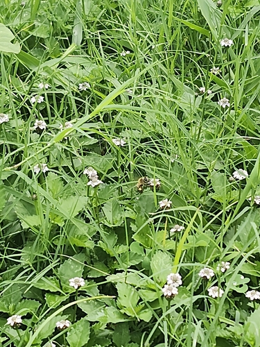 Western Honey Bee