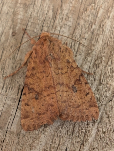 Yellow Three-Spot photo 4