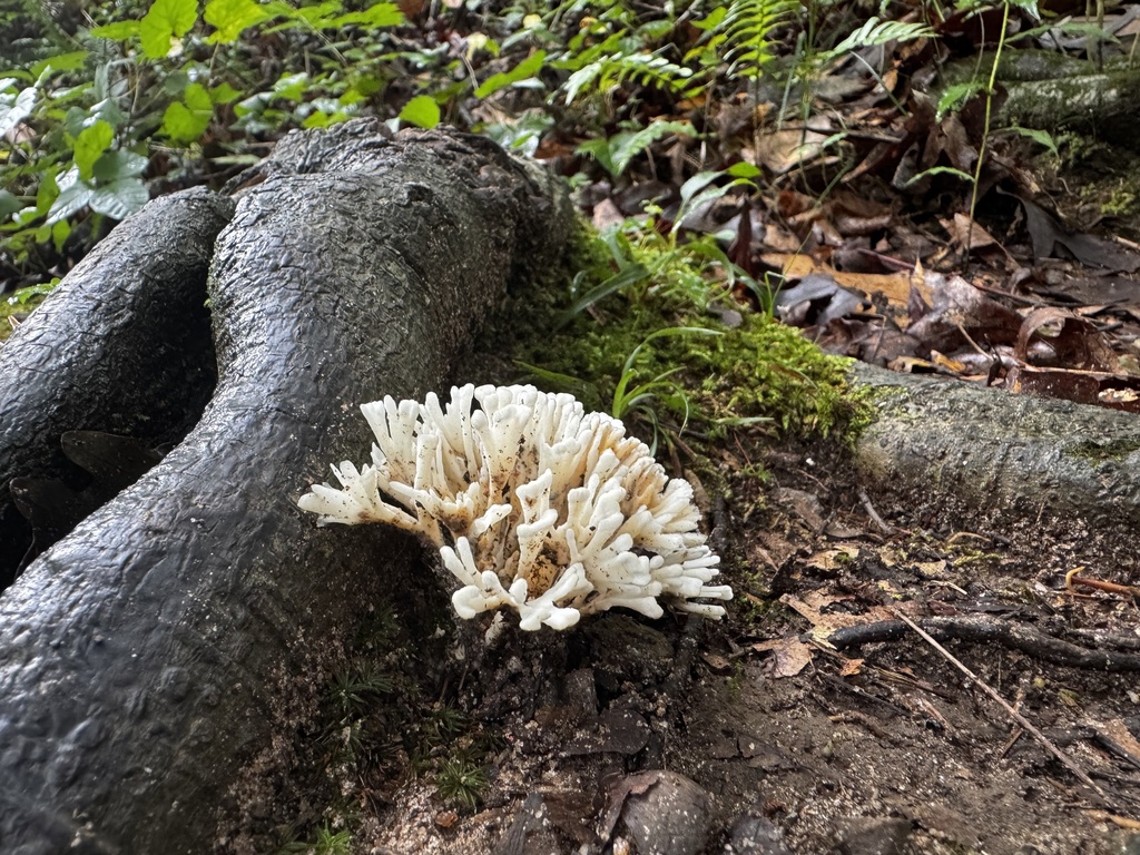 jellied false coral fungus · August 2026 · photo: Photo: no rights reserved · iNaturalist