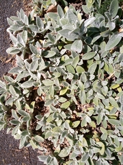 Stachys byzantina