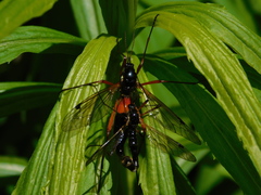 Tanyptera atrata