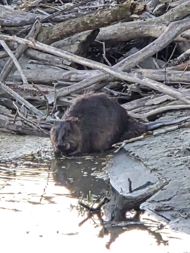 Eurasian Beaver