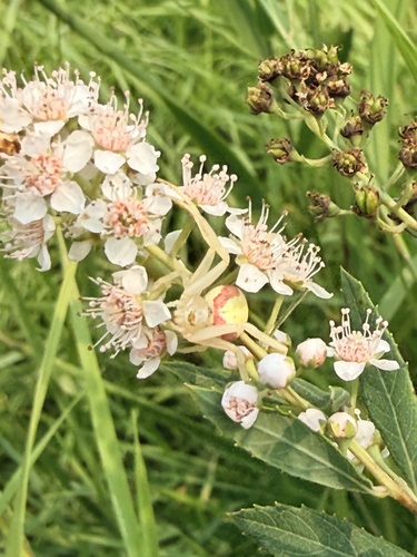 Goldenrod Crab Spider