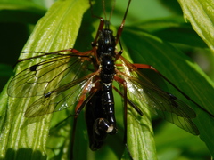 Tanyptera atrata