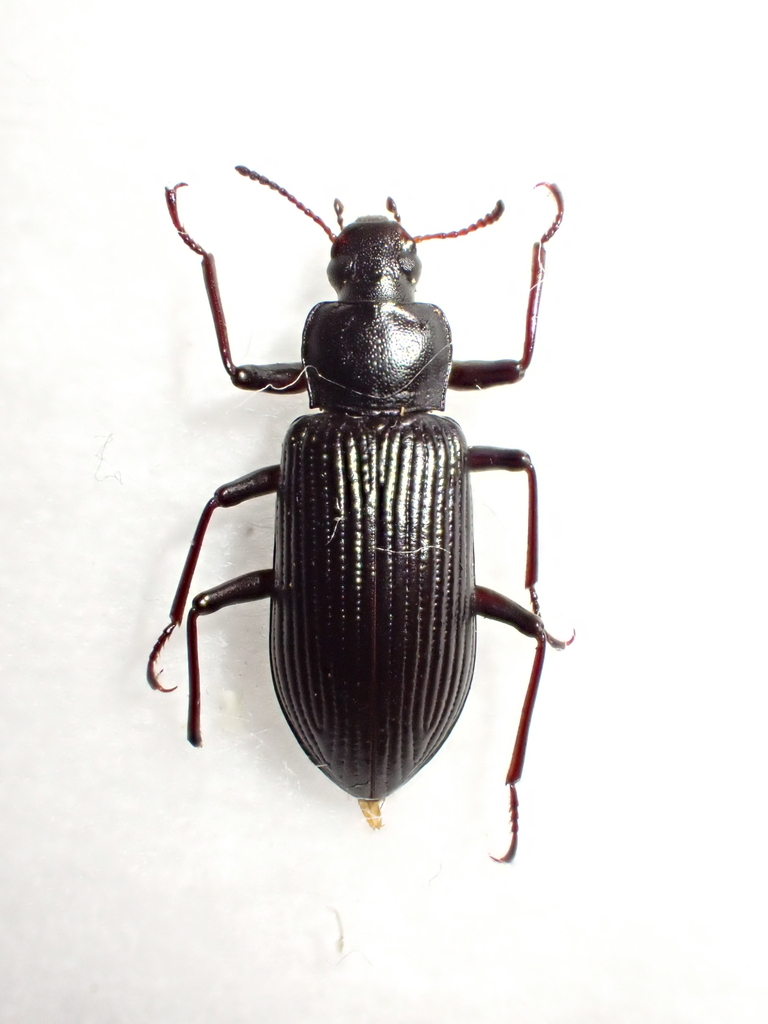 Promethis noctivigila