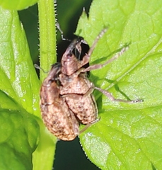 Hypera conmaculata