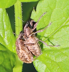 Hypera conmaculata