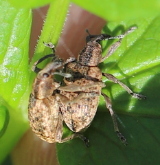 Hypera conmaculata