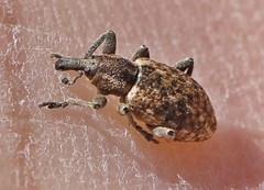 Hypera conmaculata