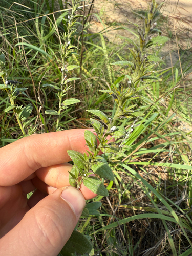 Virginia marbleseed