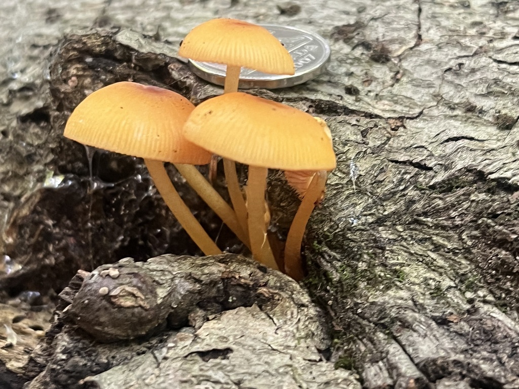 orange mycena · August 2026 · photo: Photo: (c) Ken Lange, some rights reserved (CC BY) · iNaturalist
