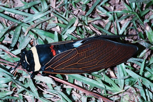 Tacua speciosa
