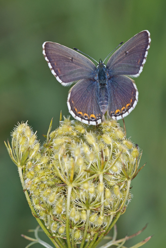 Adonis Blue, photo 7 of 9