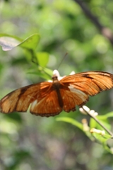 Dryas