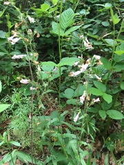 Penstemon australis