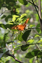 Dryas