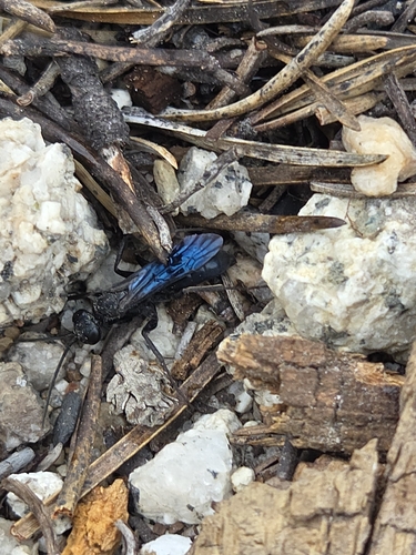 iNaturalist observation photo of Spider Wasps