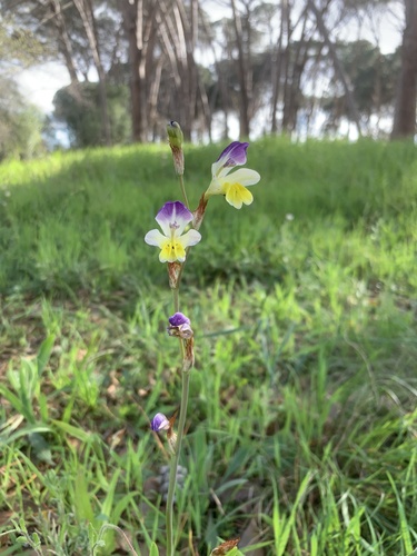 Sparaxis villosa