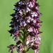 Orchis purpurea purpurea - Photo (c) quentin_fort, some rights reserved (CC BY-NC), uploaded by quentin_fort