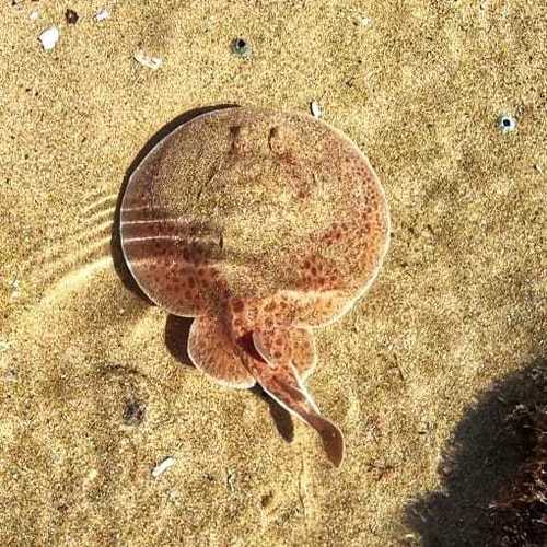 Blackspotted electric ray (Torpedo fuscomaculata) — Torpedinidae