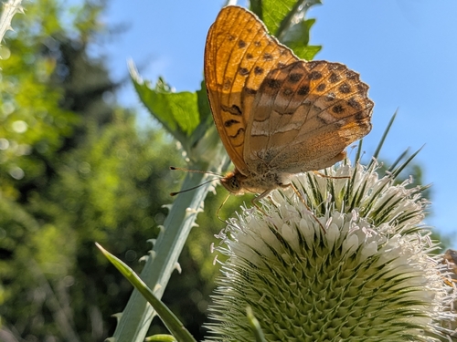 Silver-washed Fritillary