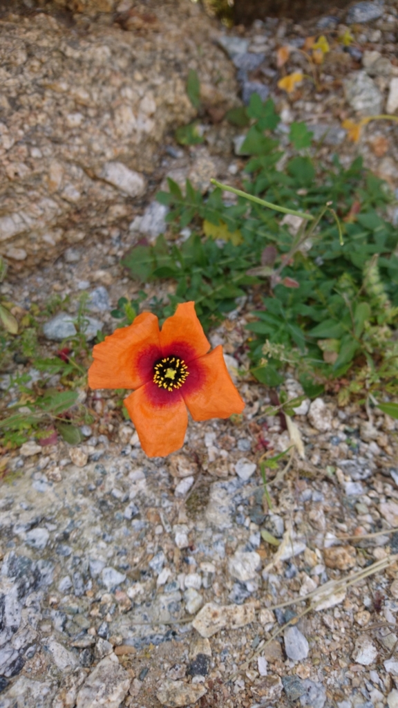 Italian Poppy from South Aegean, Aegean, GR on April 16, 2017 at 02:10 ...