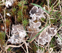 Peltigera extenuata