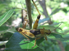 Ognevia longipennis