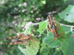 Ognevia longipennis