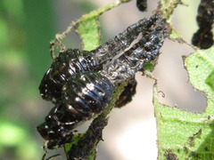 Gastrolina thoracica