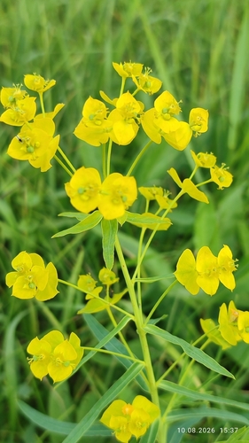 slender leafy spurge