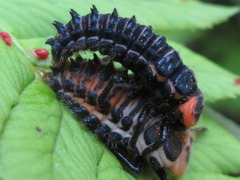 Aiolocaria hexaspilota